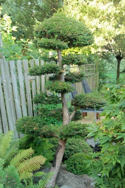 bonsai-tree-garden-design_9498.jpg